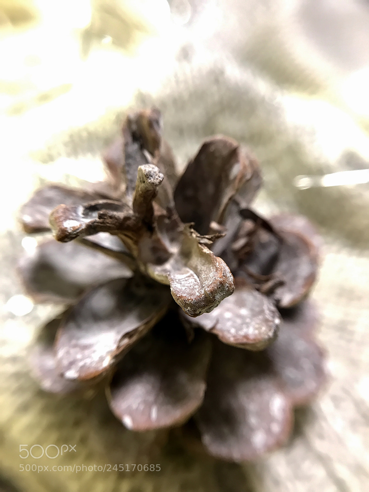 Apple iPhone 7 Plus sample photo. Fir cone decor photography
