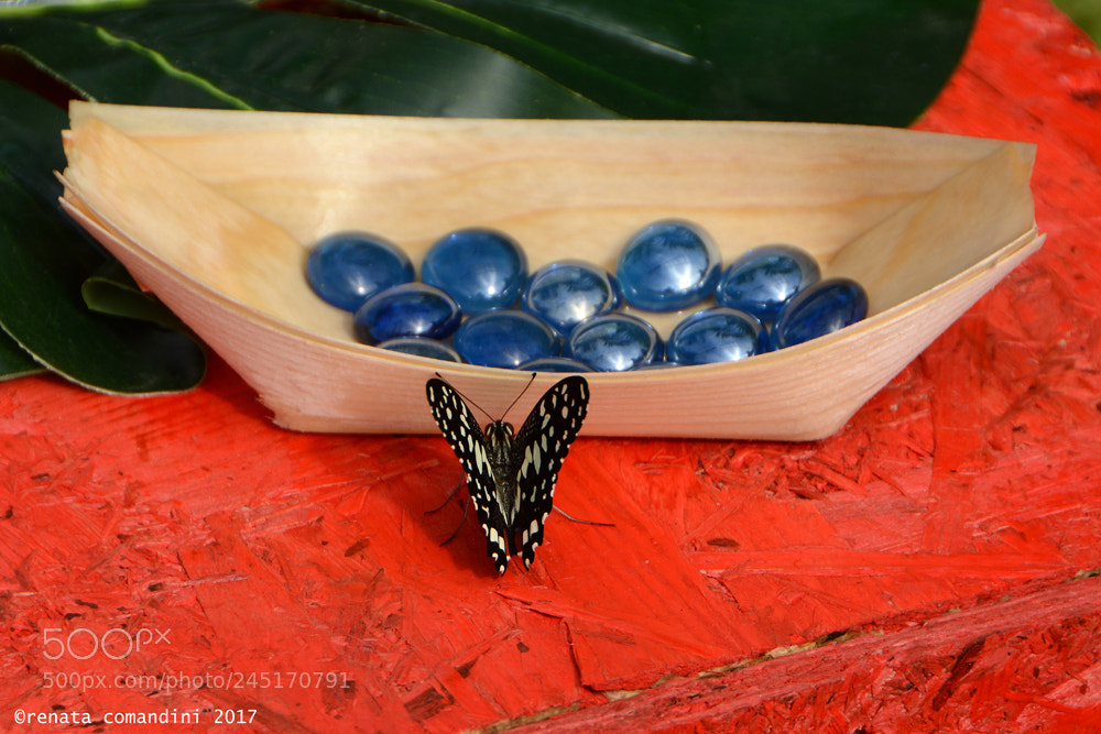 Nikon D5200 sample photo. Contrasti colorati photography
