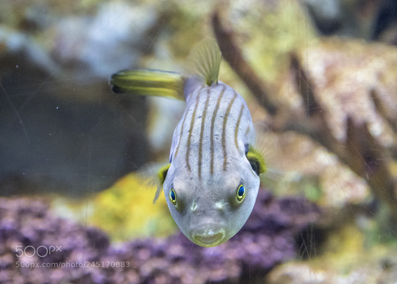 Nikon D7500 sample photo. Angry fish photography