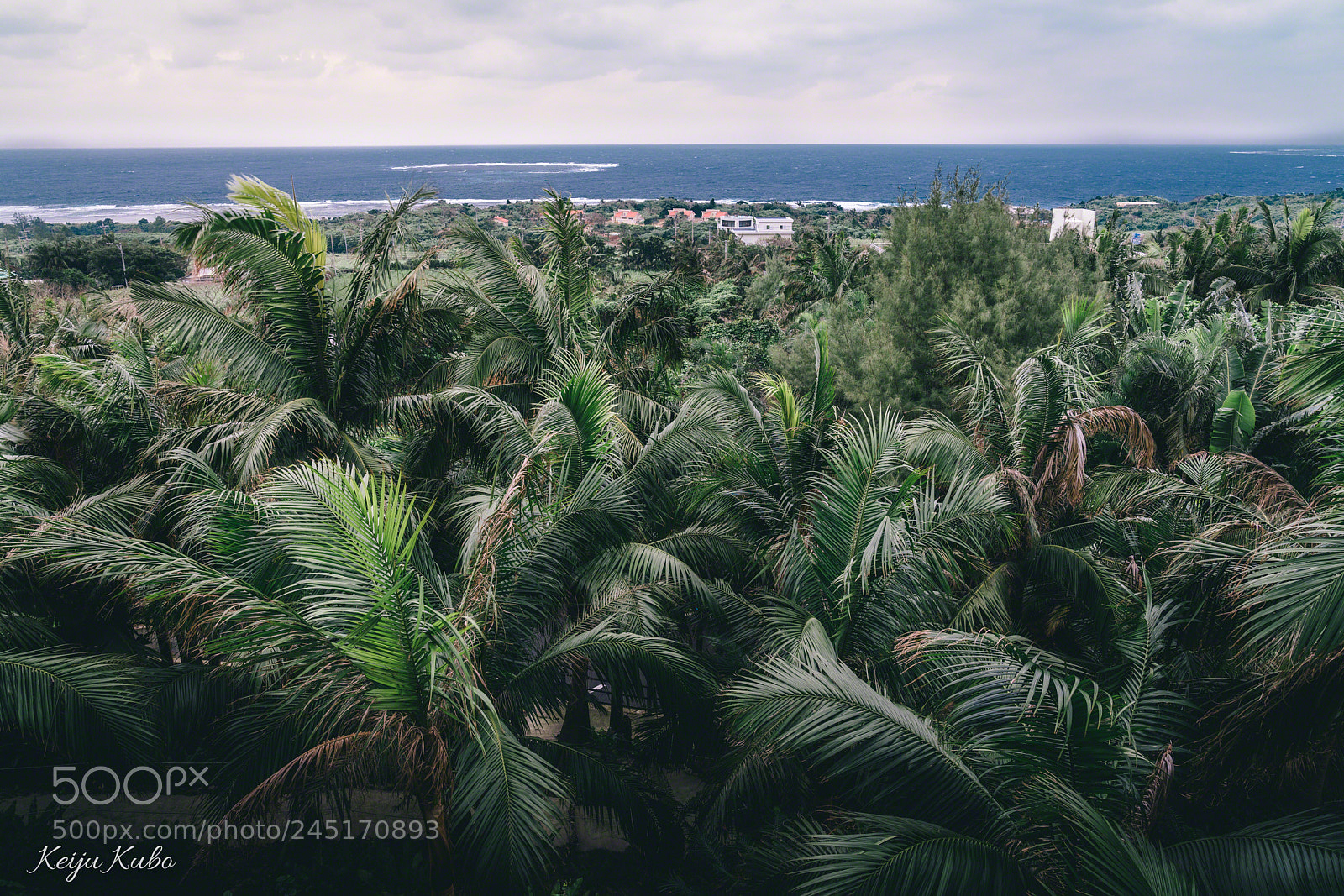 Sony a7R III sample photo. Yaeyama palm tree grove photography