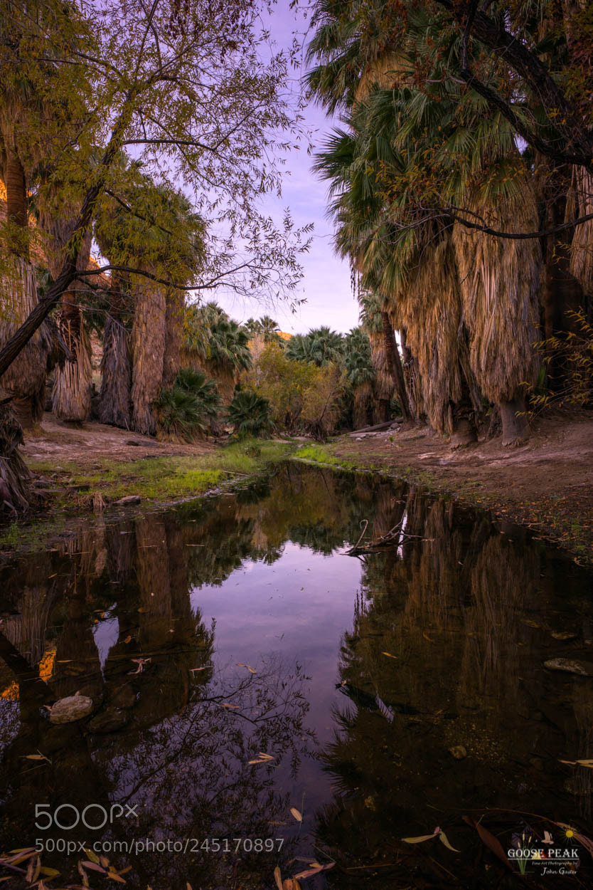 Sony a7R II sample photo. Agua caliente palm oases photography