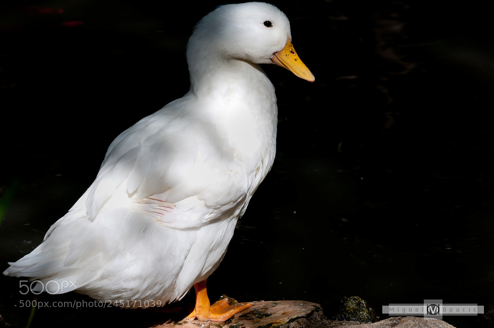 Nikon D300S sample photo. Duck in the shadows photography