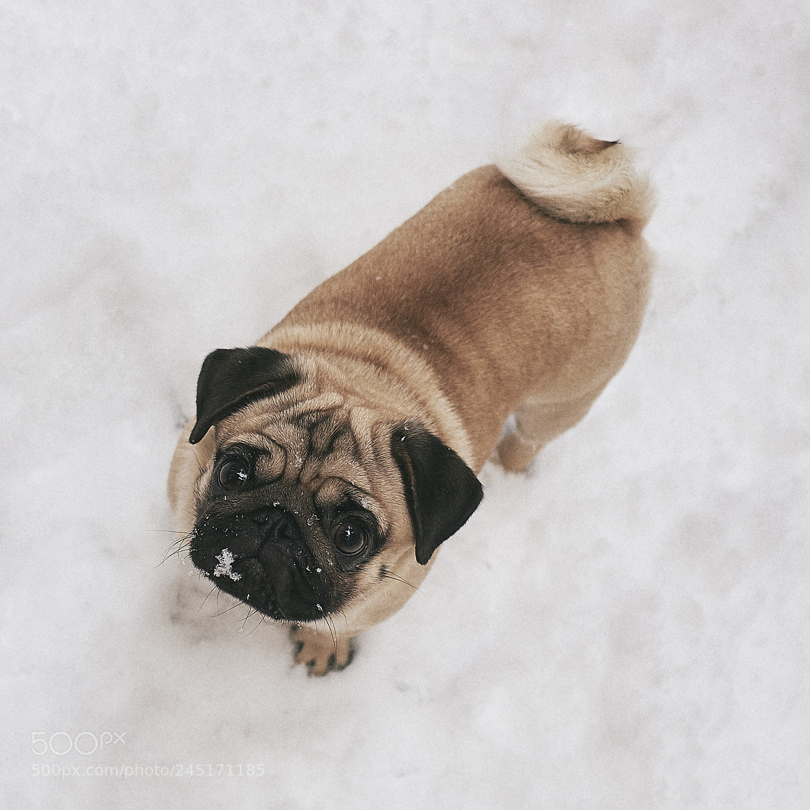 Fujifilm X-E2 sample photo. Pug in the snow photography