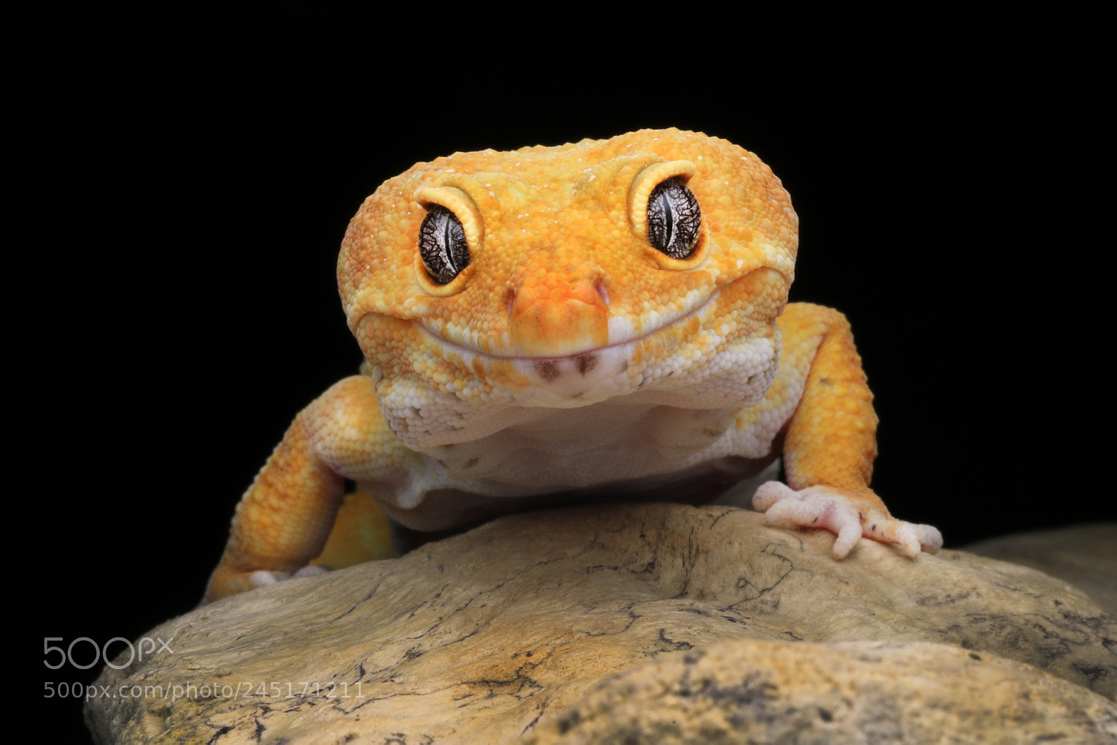 Canon EOS 7D Mark II sample photo. Gecko photography