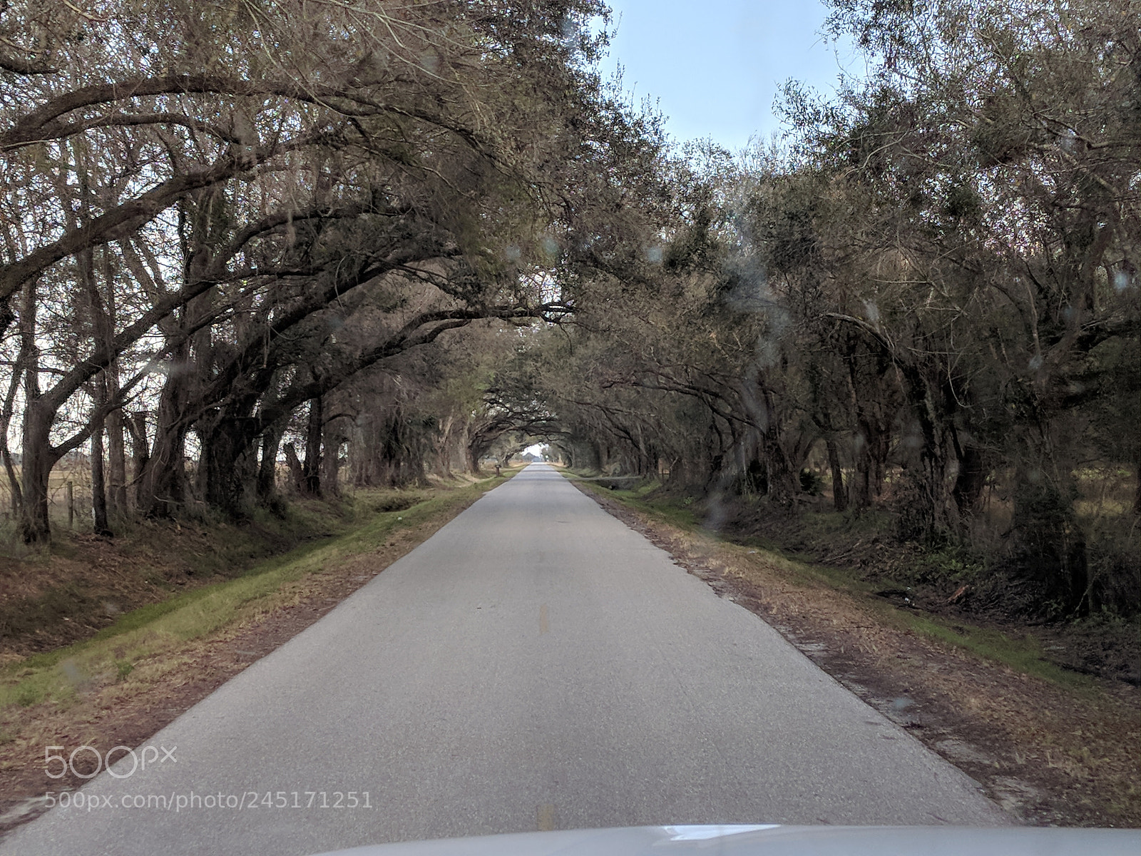 Google Pixel XL sample photo. Natural florida photography