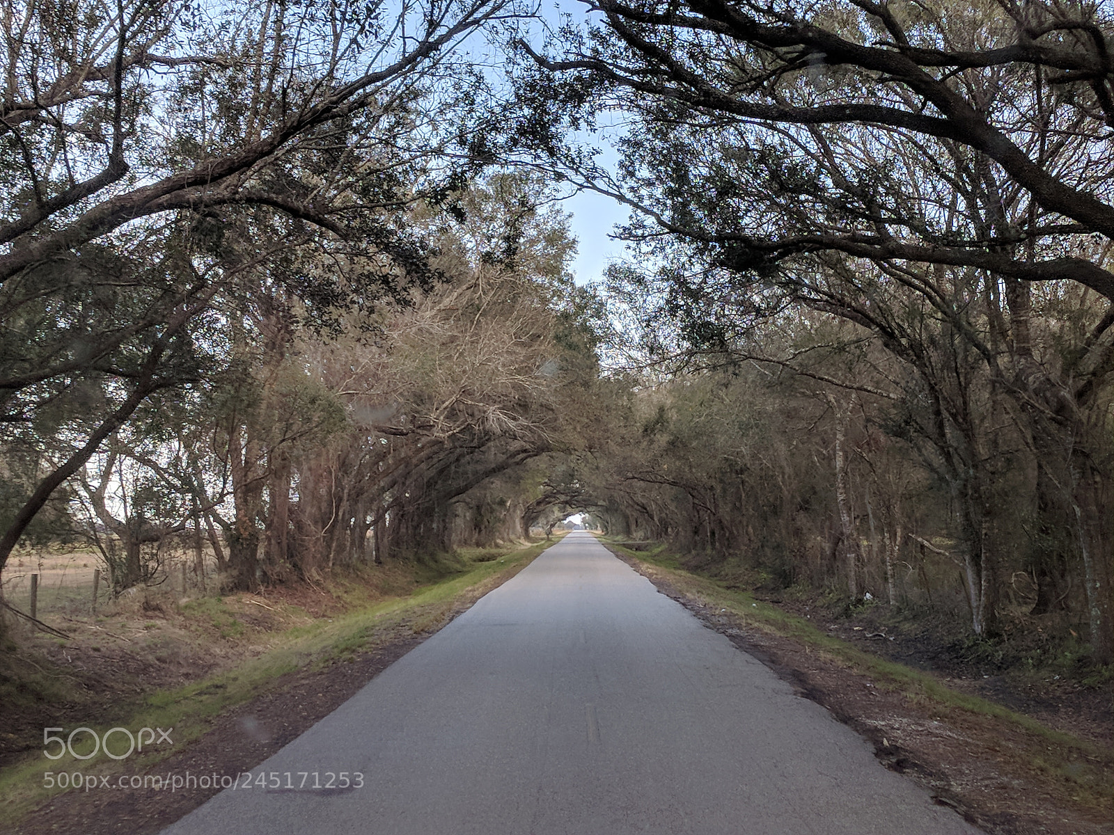 Google Pixel XL sample photo. Natural florida photography