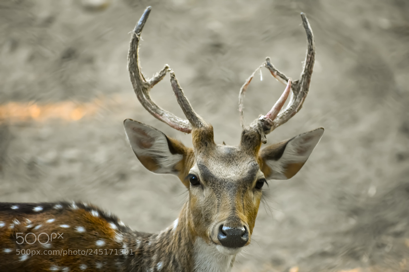 Nikon D3400 sample photo. Indian spotted deer... photography