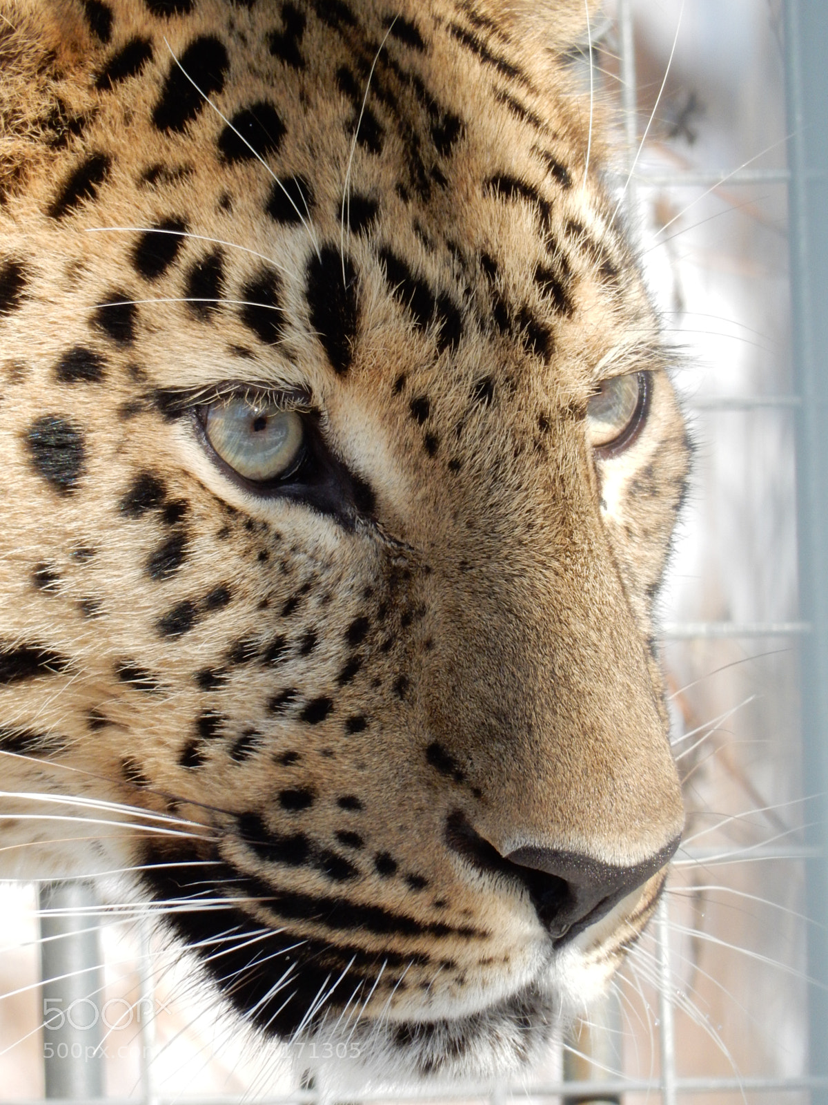 Nikon Coolpix S9900 sample photo. Eye of the leopard 3 photography