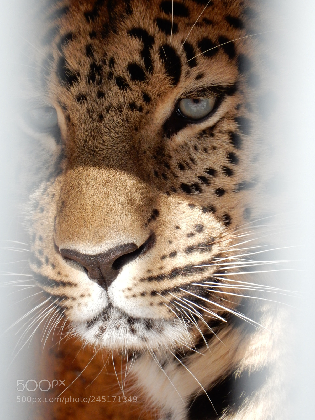 Nikon Coolpix S9900 sample photo. Eye of the leopard 2 photography