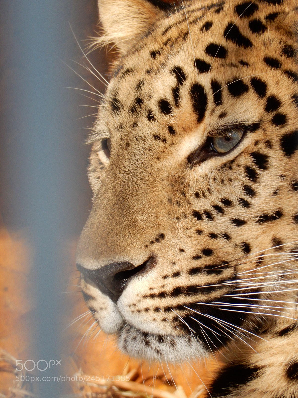 Nikon Coolpix S9900 sample photo. Eye of the leopard 1 photography