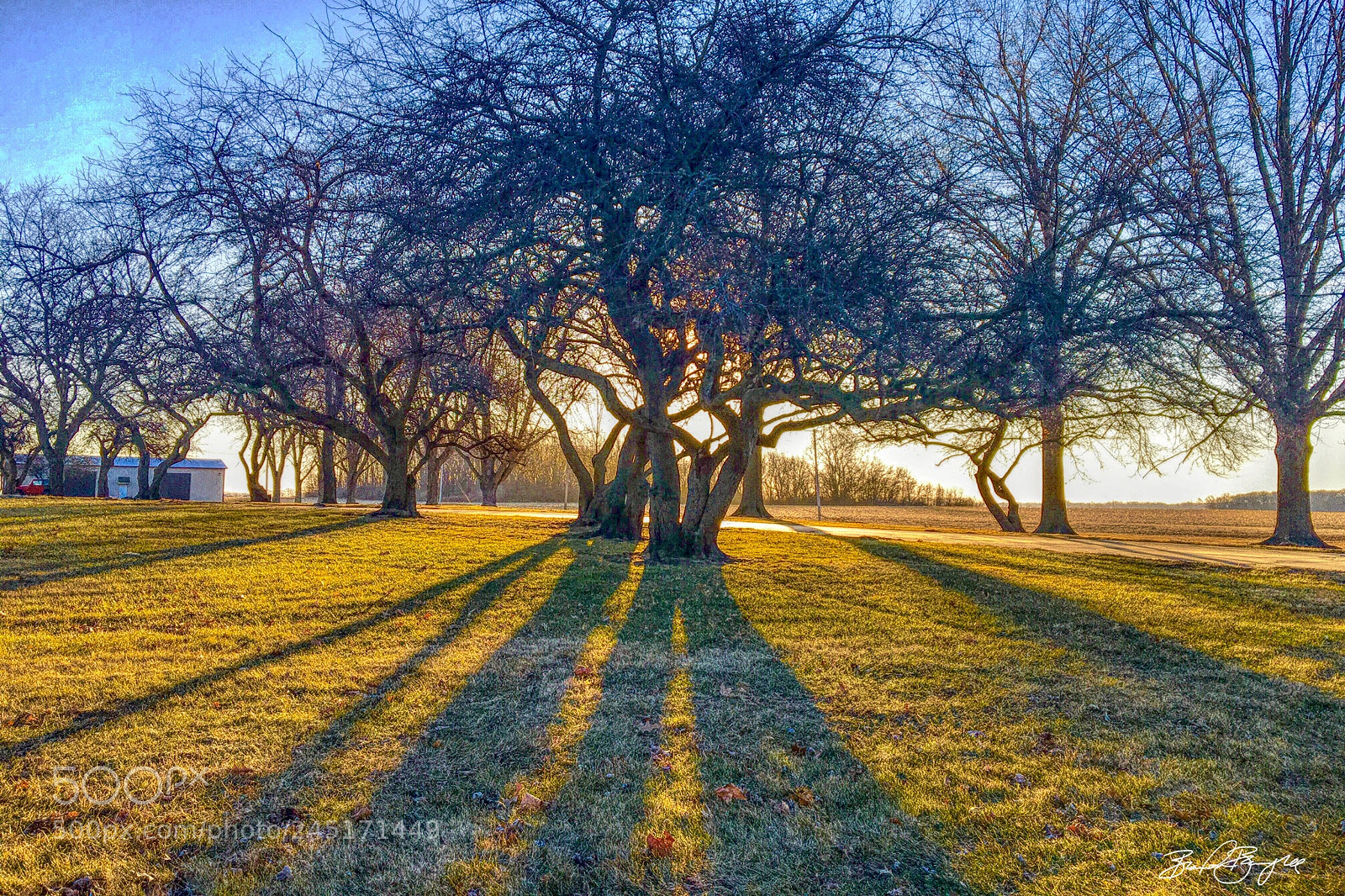 Apple iPhone 6s sample photo. February trees photography