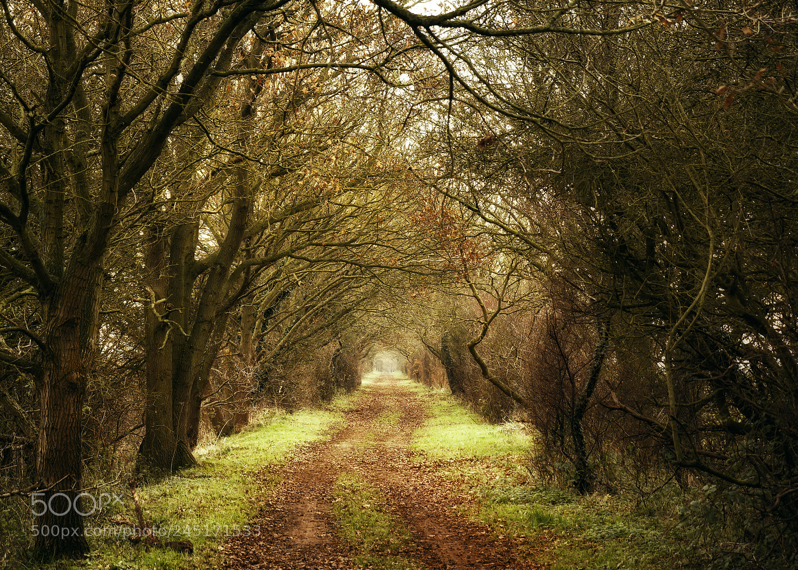 Canon EOS 50D sample photo. Path to the dreamland photography