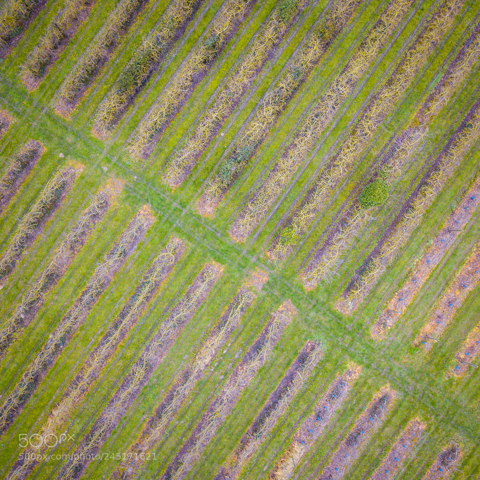 DJI FC220 sample photo. Plantations photography