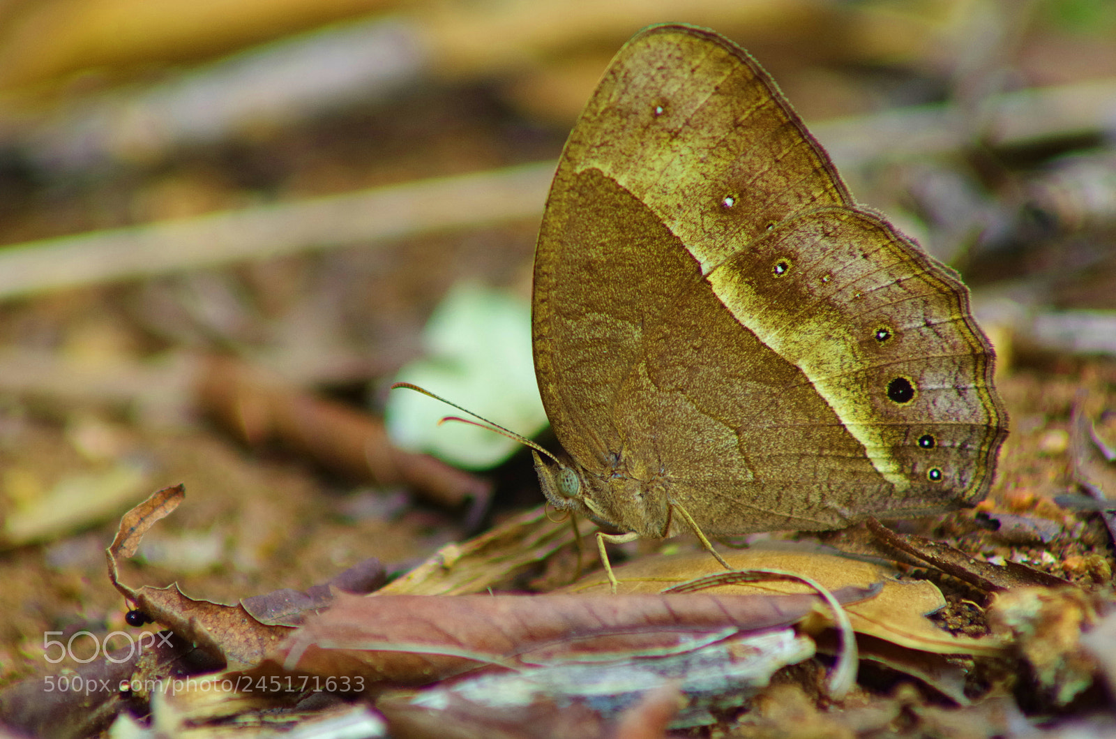 Pentax K-500 sample photo. Bush brown ! photography