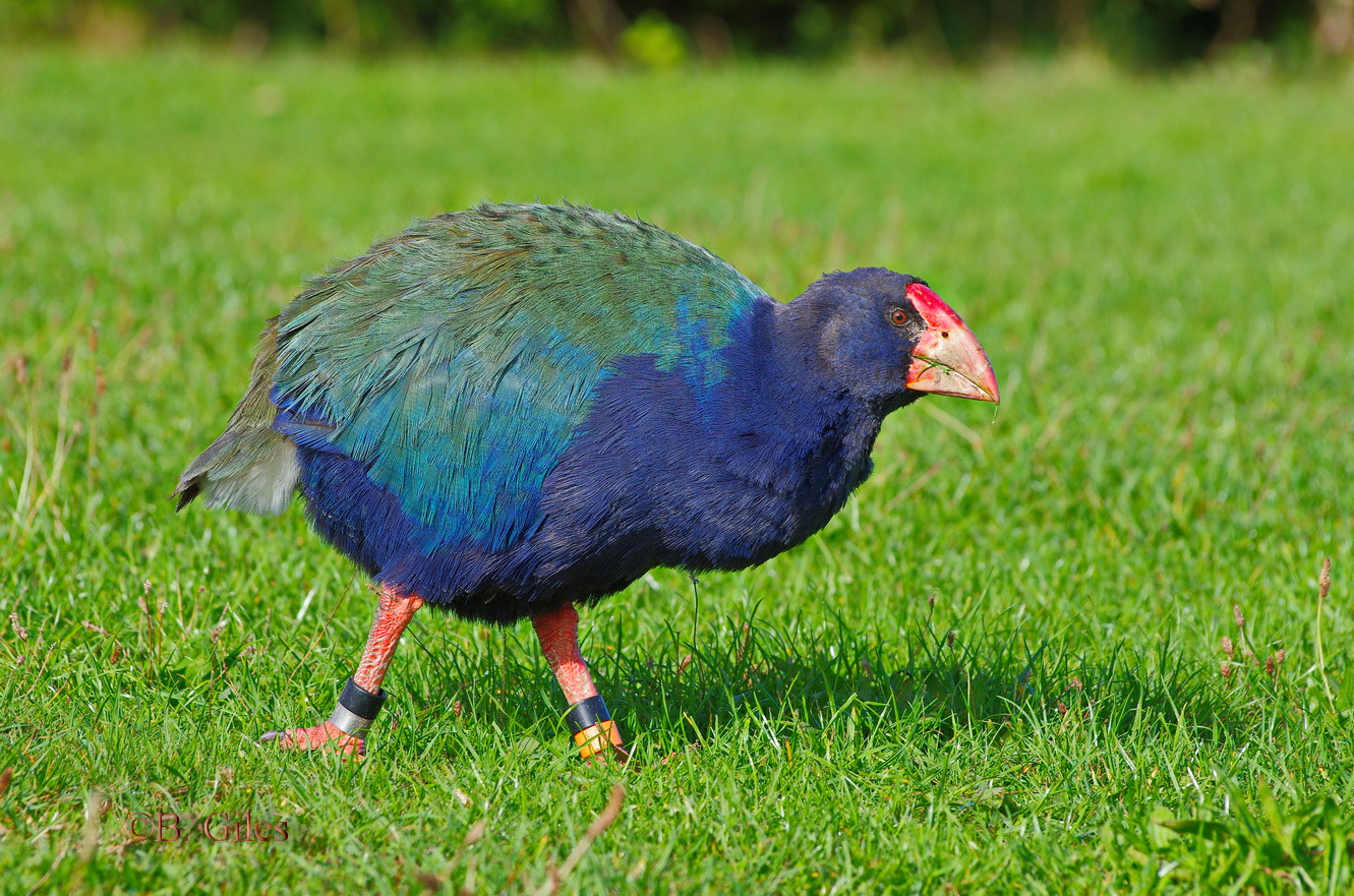 Pentax K-5 IIs sample photo. Takahē photography