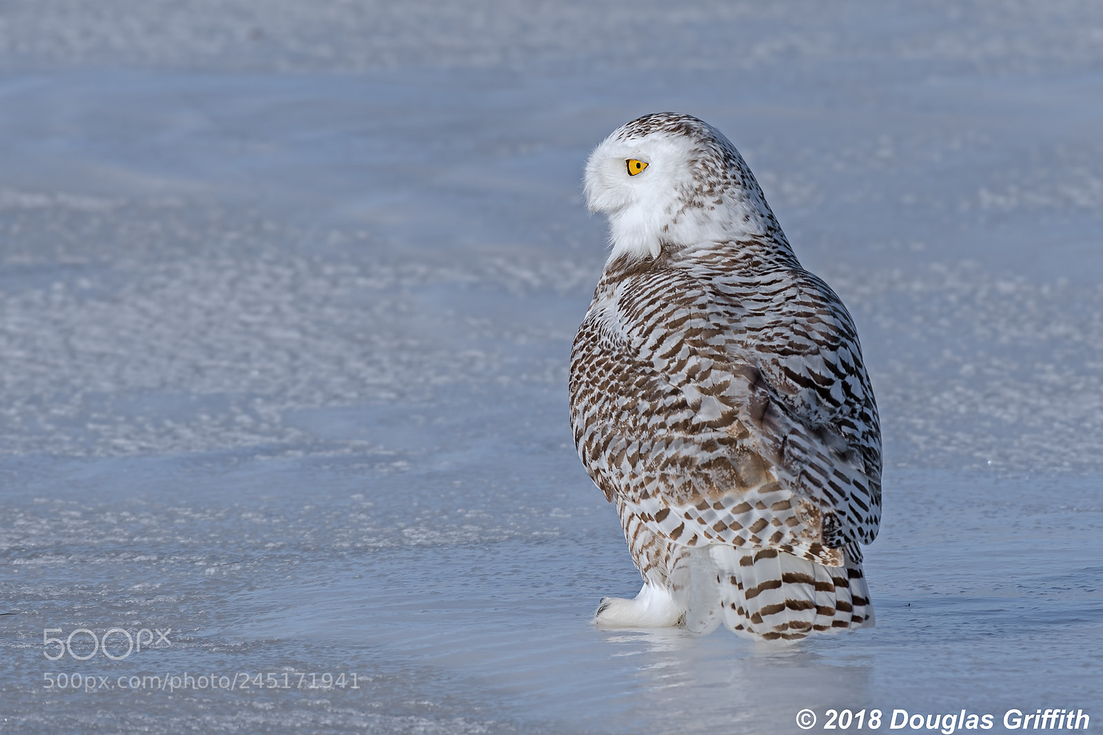 Nikon D500 sample photo. Female snowy owl bubo photography