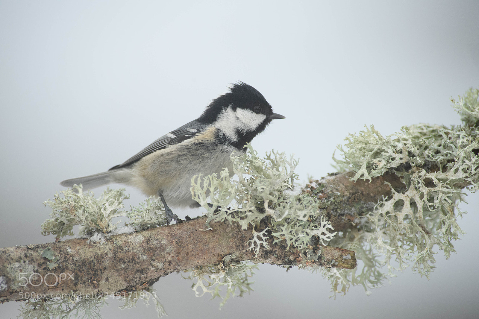 Nikon D5 sample photo. Bird photography