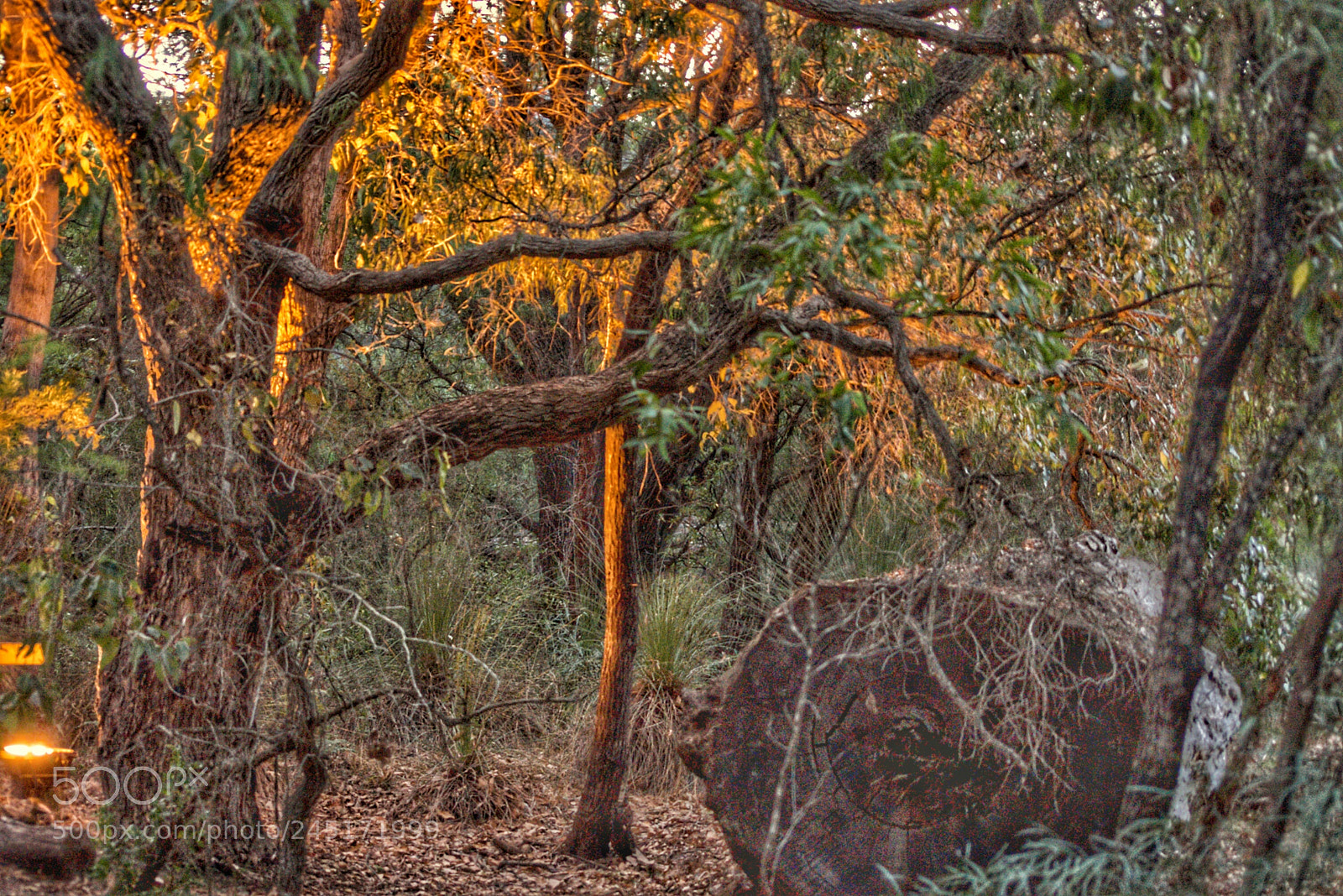 Pentax K100D sample photo. Lit tree photography