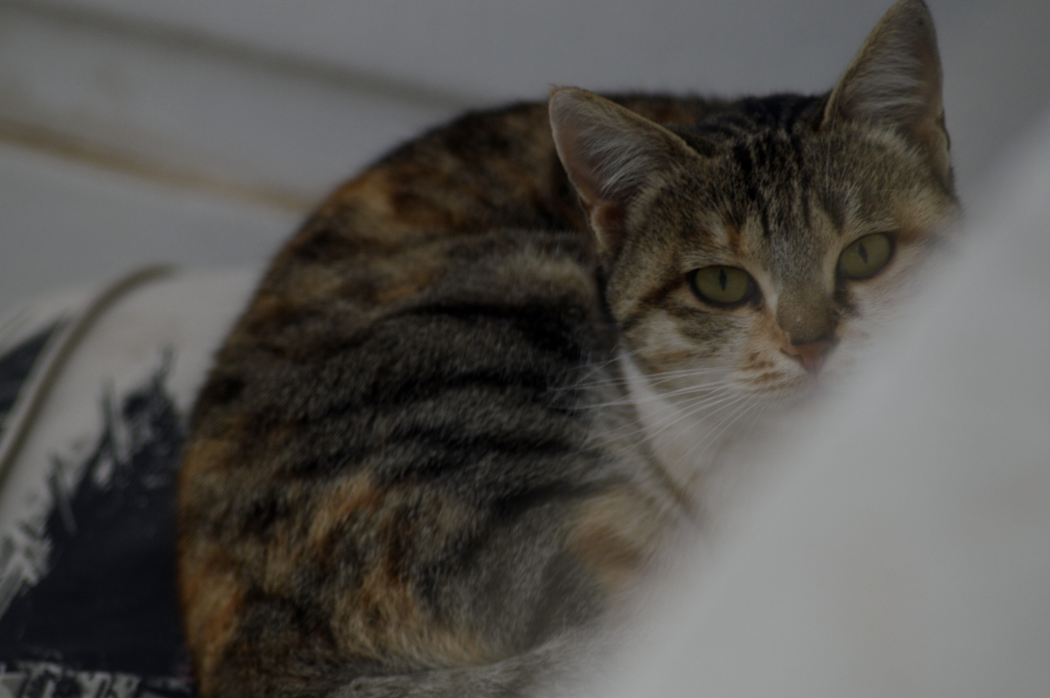 Nikon AF Nikkor 70-300mm F4-5.6G sample photo. Cat photography