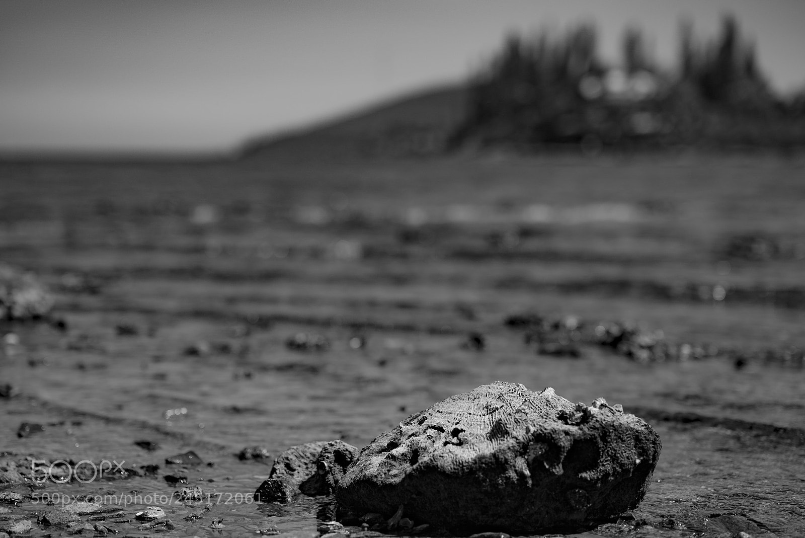 Sony a7S sample photo. Fossil stone photography