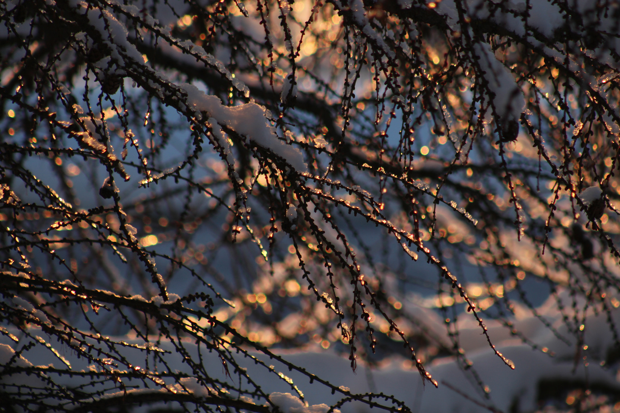 Canon EOS 700D (EOS Rebel T5i / EOS Kiss X7i) + Canon EF 75-300mm f/4-5.6 USM sample photo. Frozen branches photography