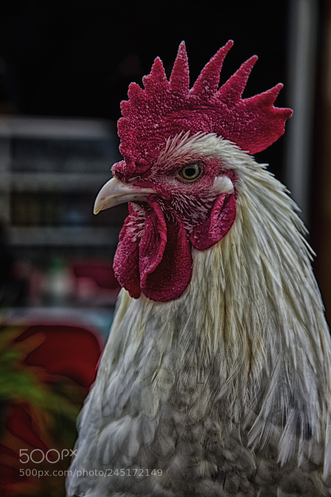 Canon EOS 60D sample photo. Ayam ketawa or laughing photography