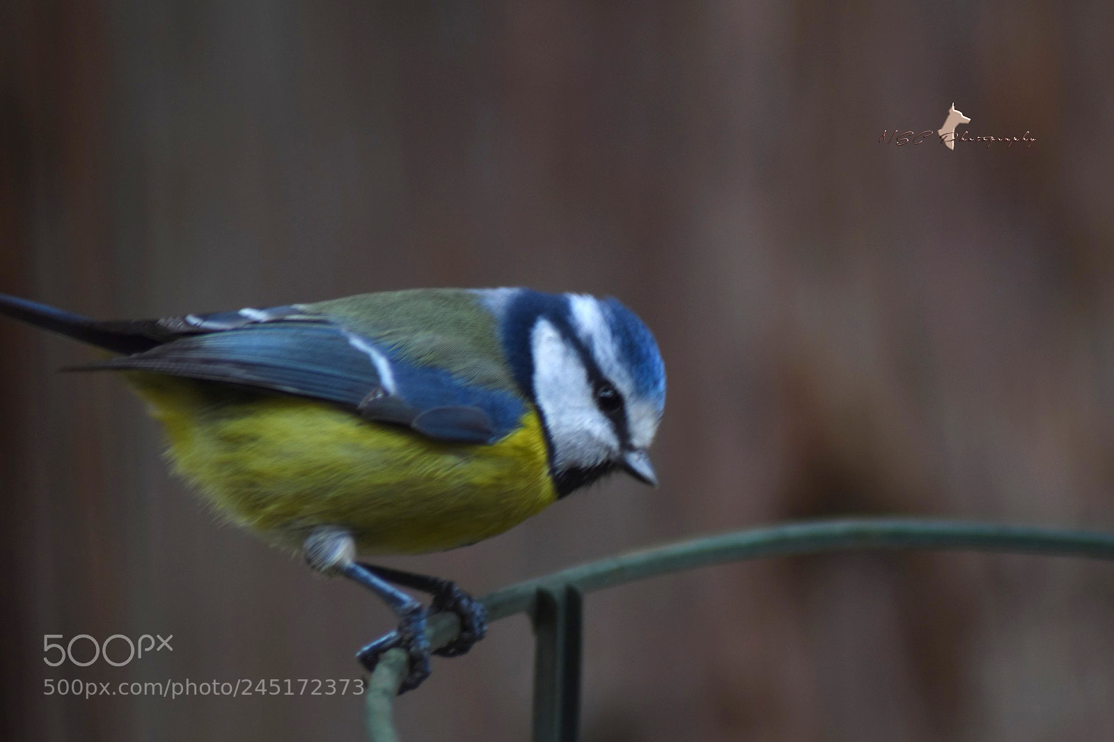 Nikon D5500 sample photo. Blue tit m sange photography