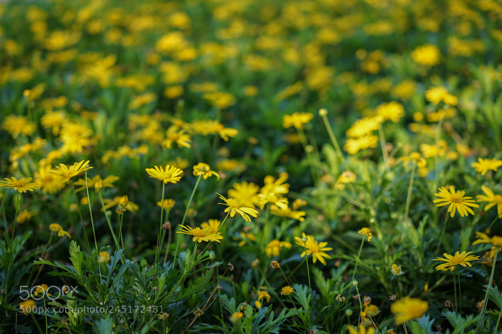 Sony a7 II sample photo. Dendranthema. photography