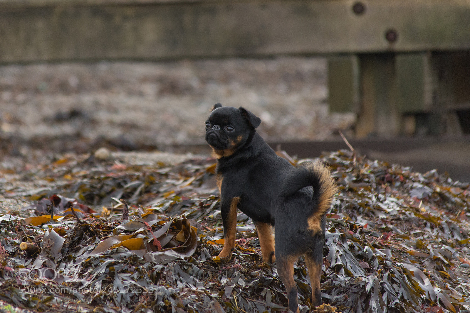 Nikon D7200 sample photo. Oscar photography