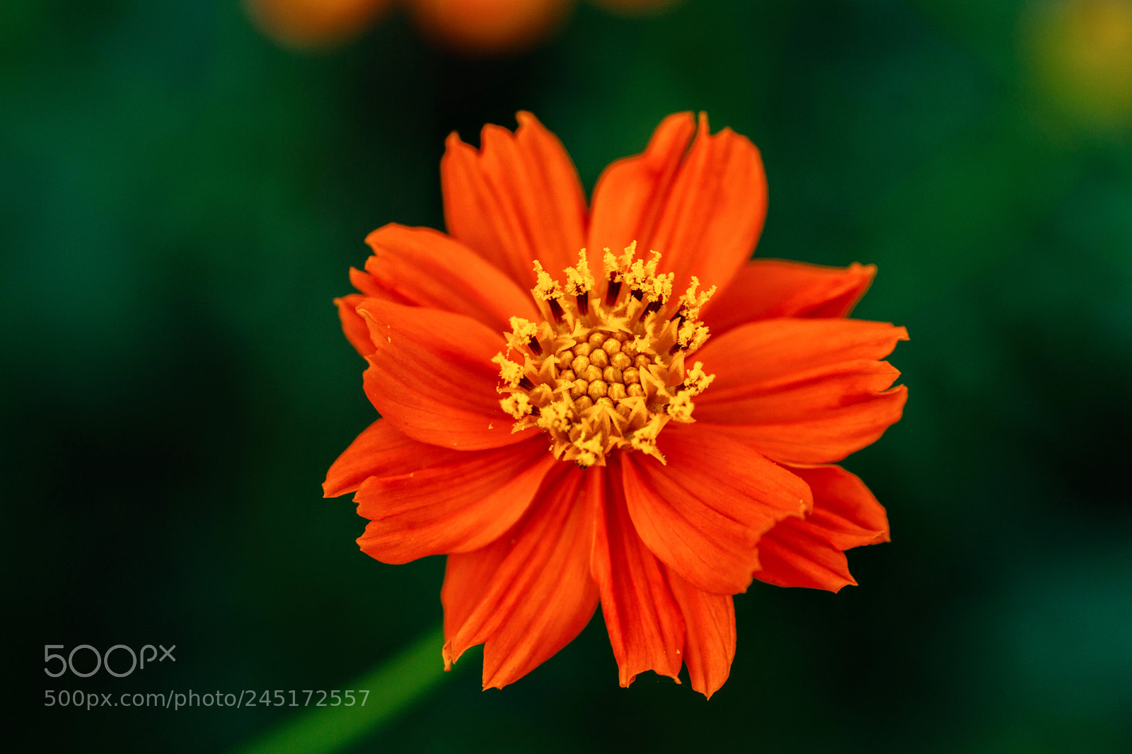Nikon D3200 sample photo. Vivid.jpg photography