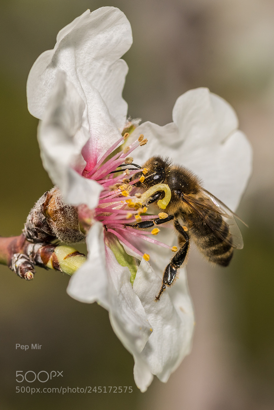 Sony a99 II sample photo. Abeja-bee photography