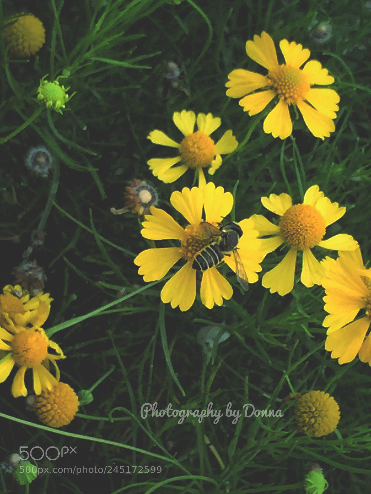 Apple iPhone 6 Plus sample photo. Captured this little busy photography
