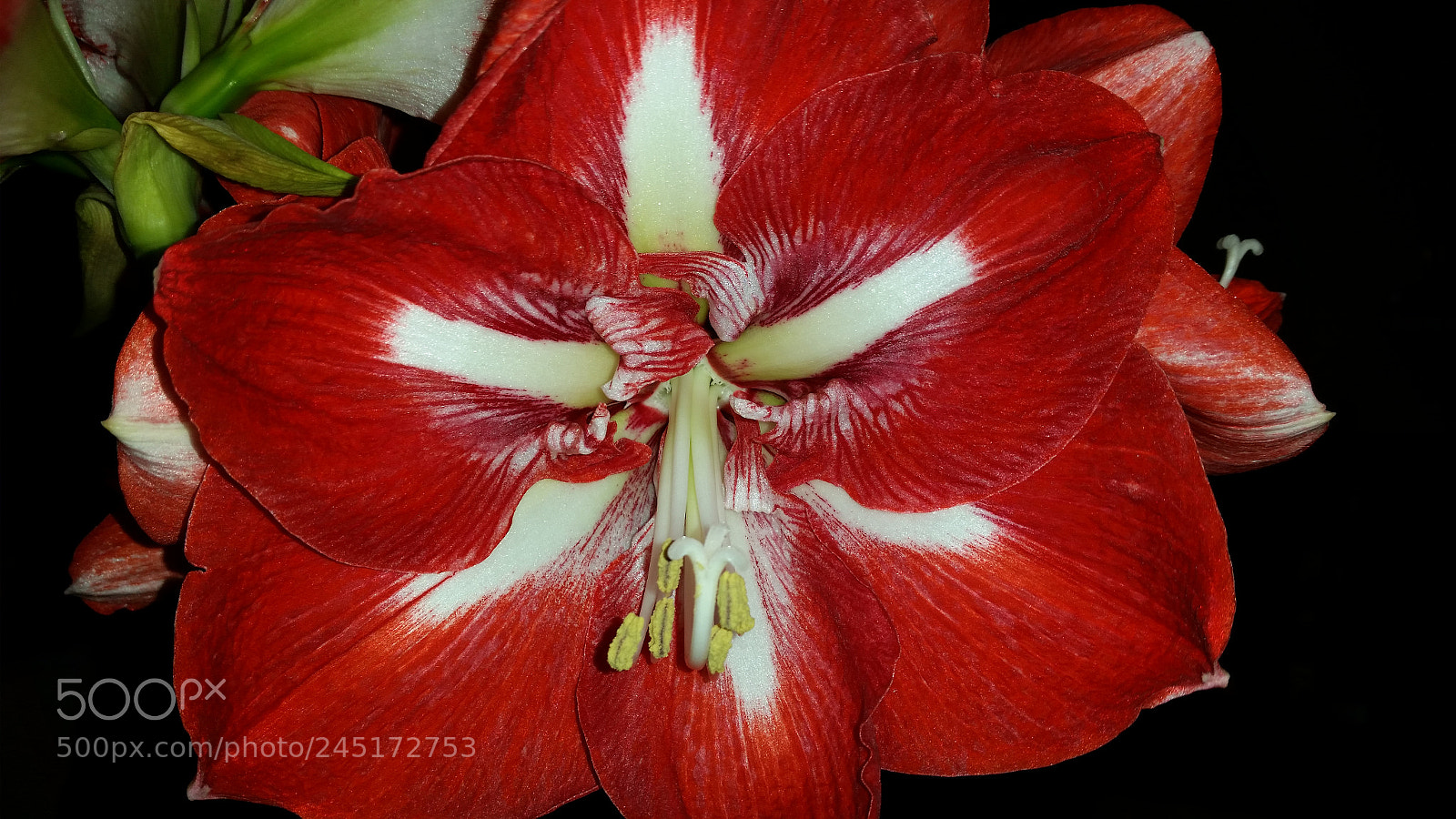 Samsung Galaxy S5 sample photo. Amaryllis photography