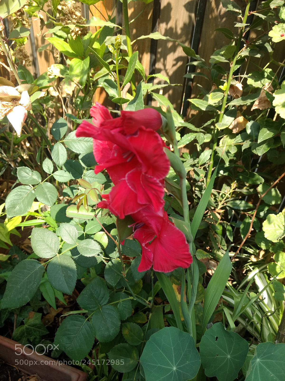 Motorola Moto Z Play sample photo. Untitled photography