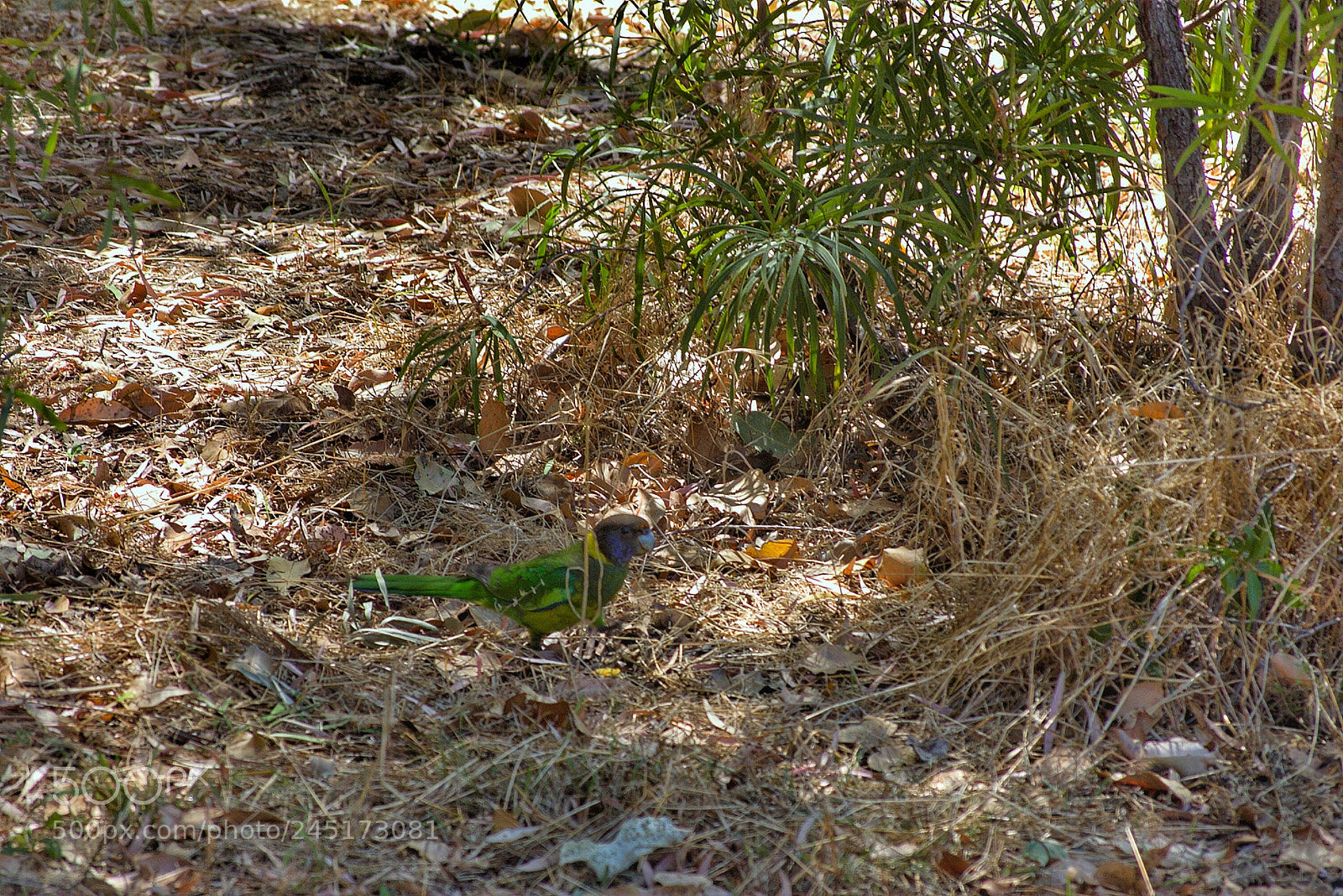 Pentax K100D sample photo. Green parrot photography