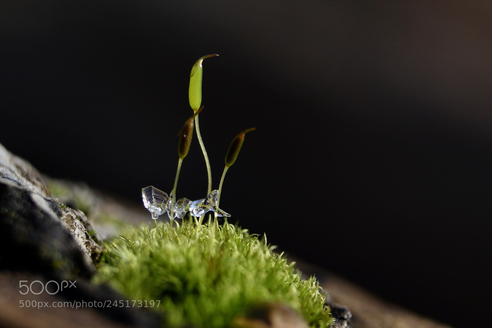 Canon EOS 60D sample photo. Ice photography