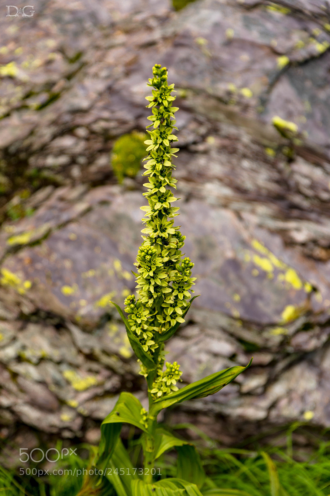 Sony SLT-A99V sample photo. Alpenblume - 05 photography