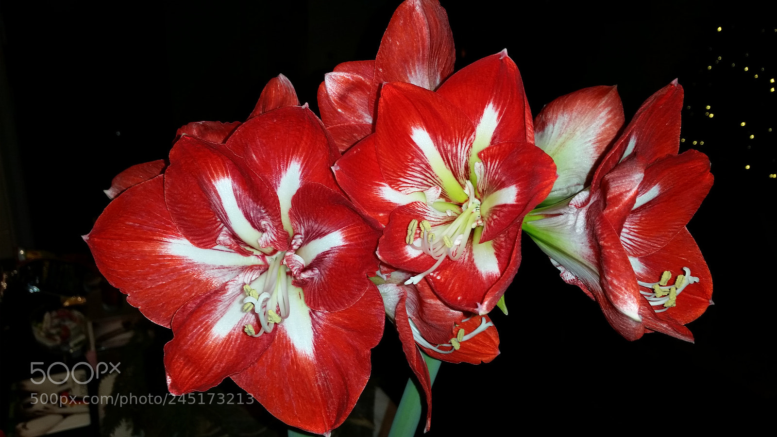 Samsung Galaxy S5 sample photo. Amaryllis 2 photography