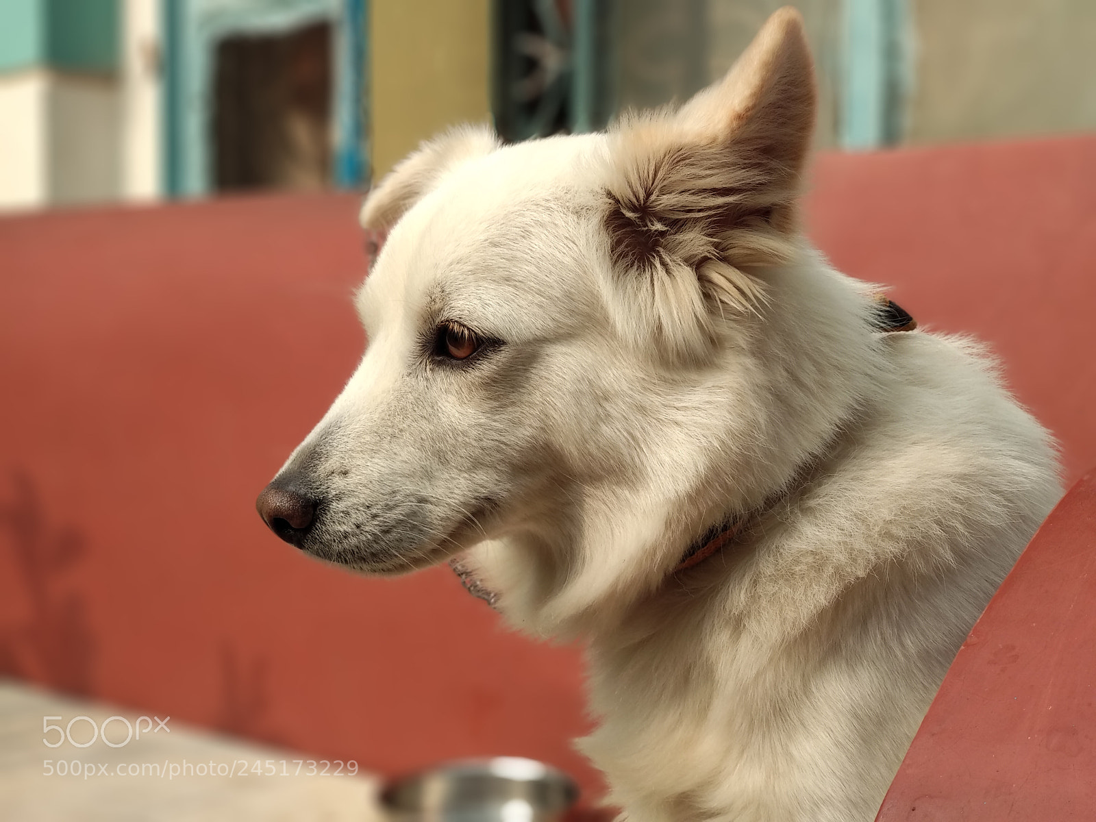 Xiaomi Mi A1 sample photo. A lone dog photography