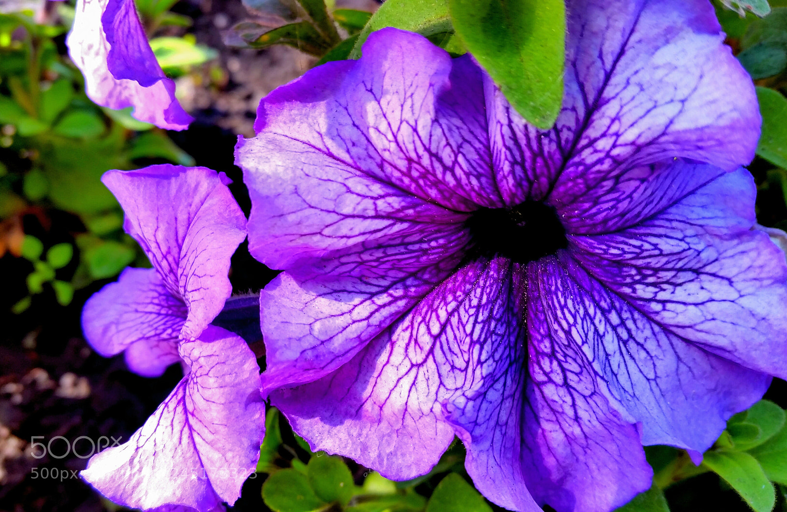 Samsung Galaxy S5 sample photo. Pura sencillez photography