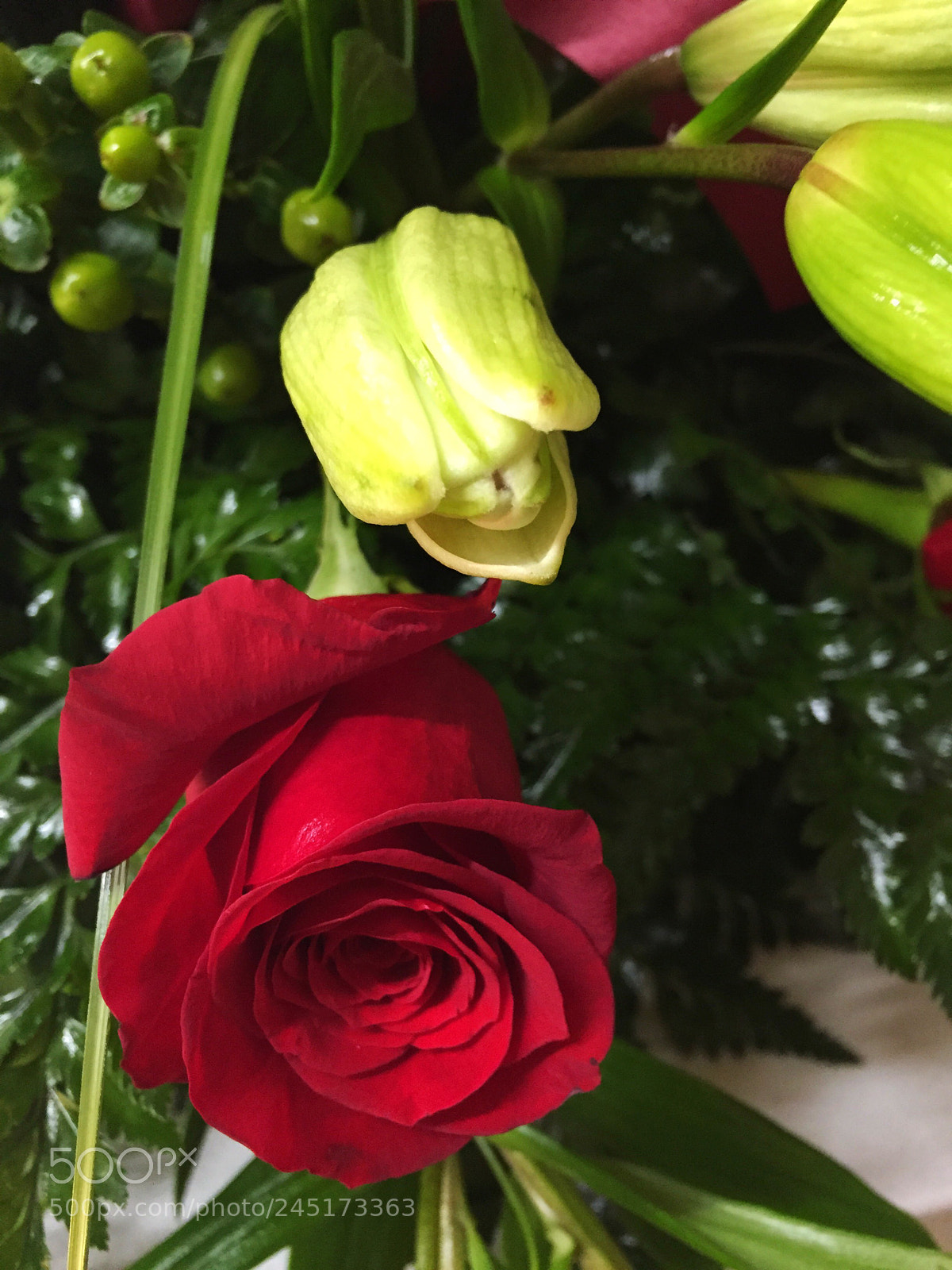 Apple iPhone 6 Plus sample photo. Today’s flower ? photography