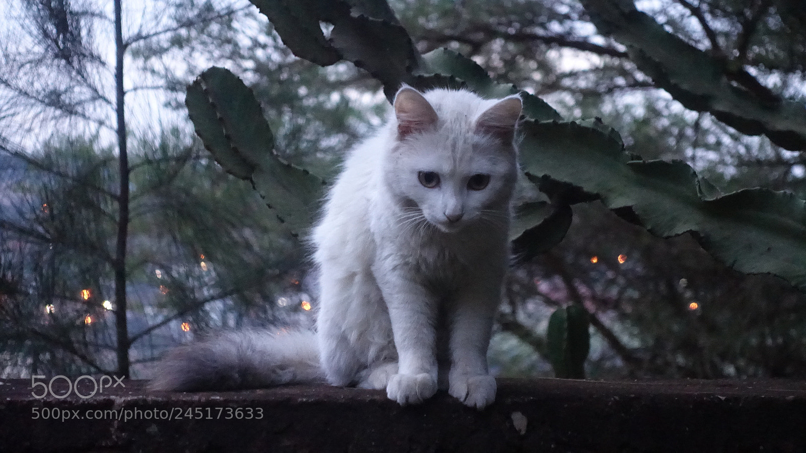 Sony Cyber-shot DSC-RX100 IV sample photo. Feline photography