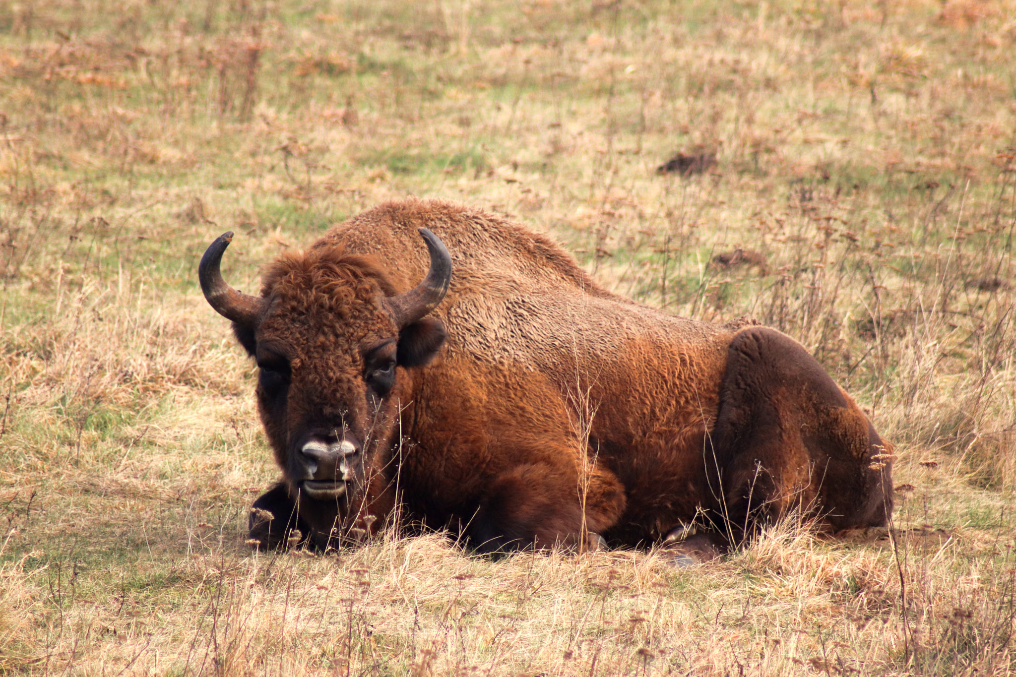 Canon EOS 200D (EOS Rebel SL2 / EOS Kiss X9) sample photo. Bison in dem nationalpark unteres odertal photography