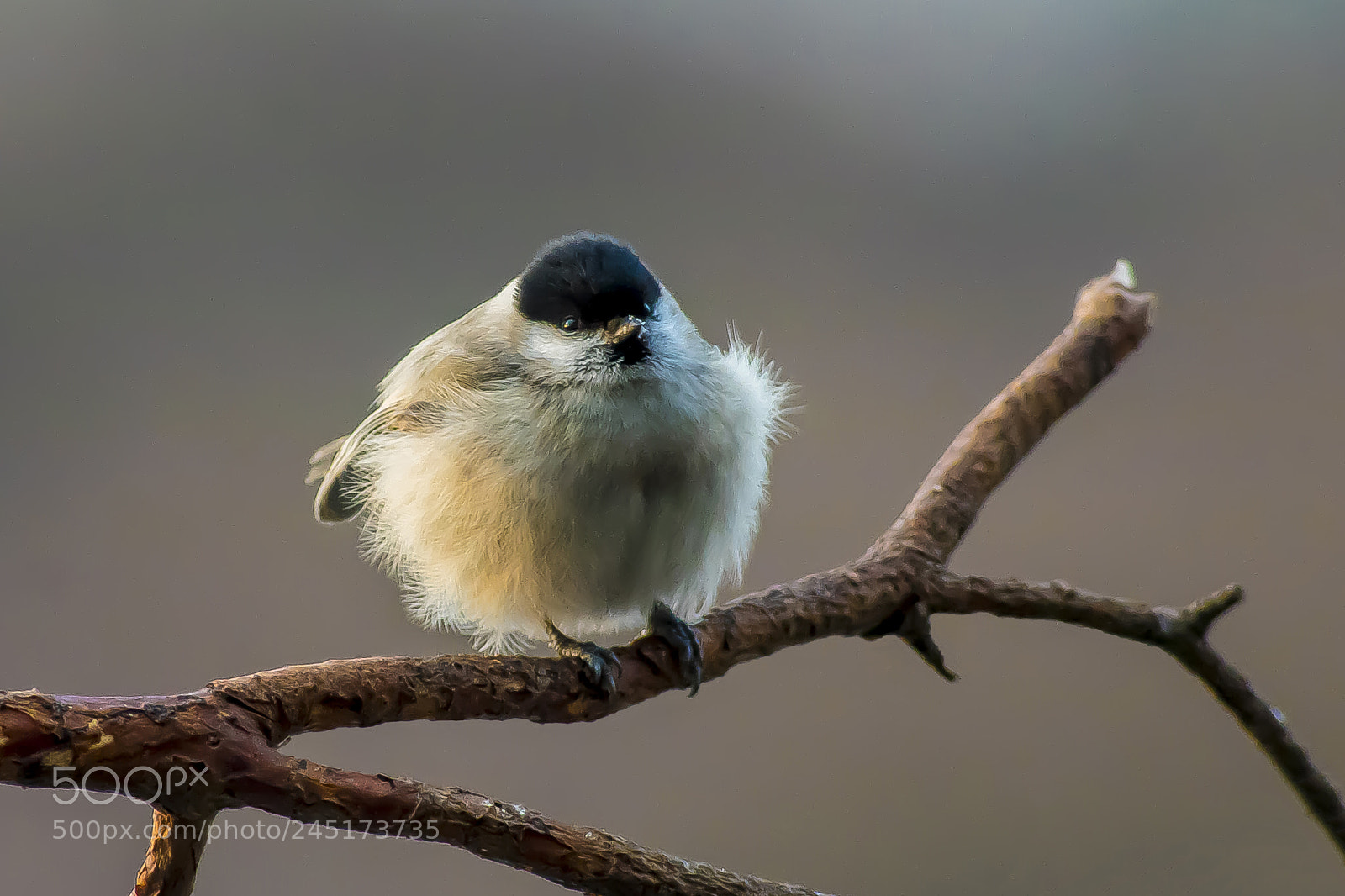Pentax K-3 sample photo. Fluffy bird photography