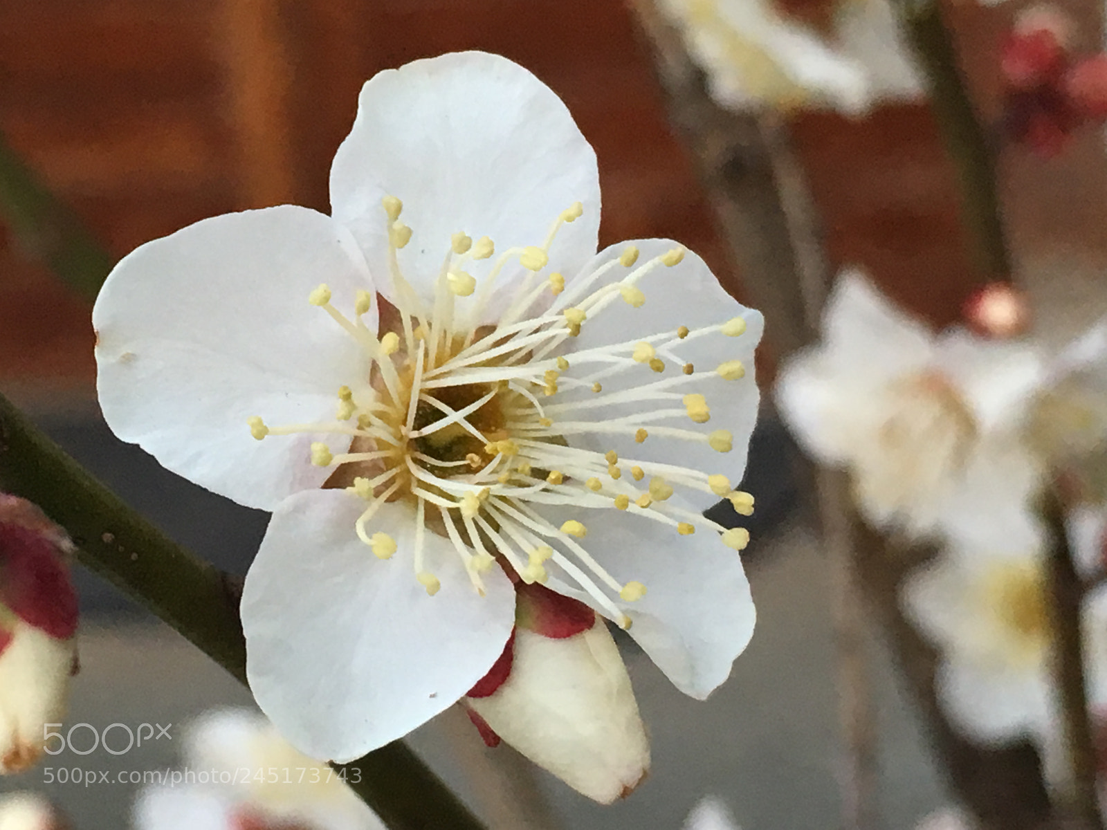 Apple iPhone 6s Plus sample photo. Winter2018 flowers photography