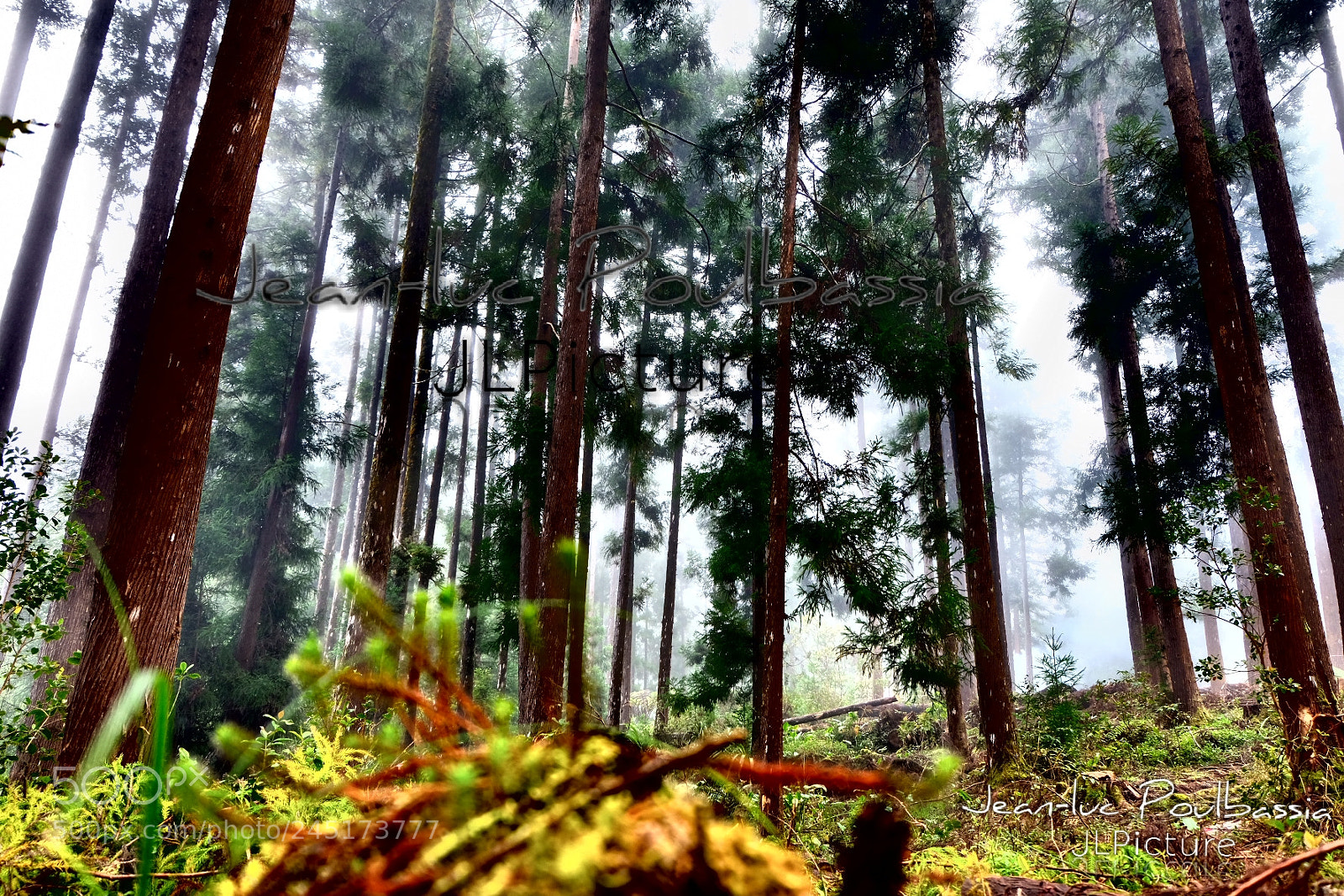 Fujifilm X-T20 sample photo. Réunion island forest photography