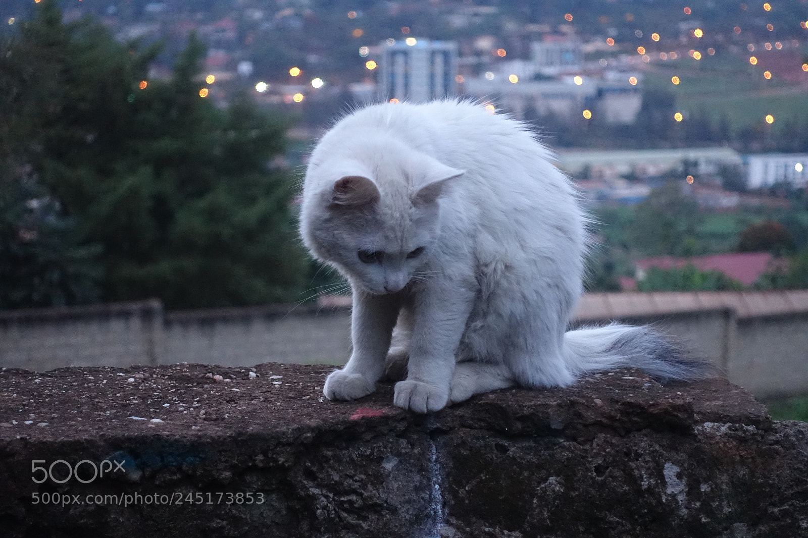 Sony Cyber-shot DSC-RX100 IV sample photo. Shy feline photography
