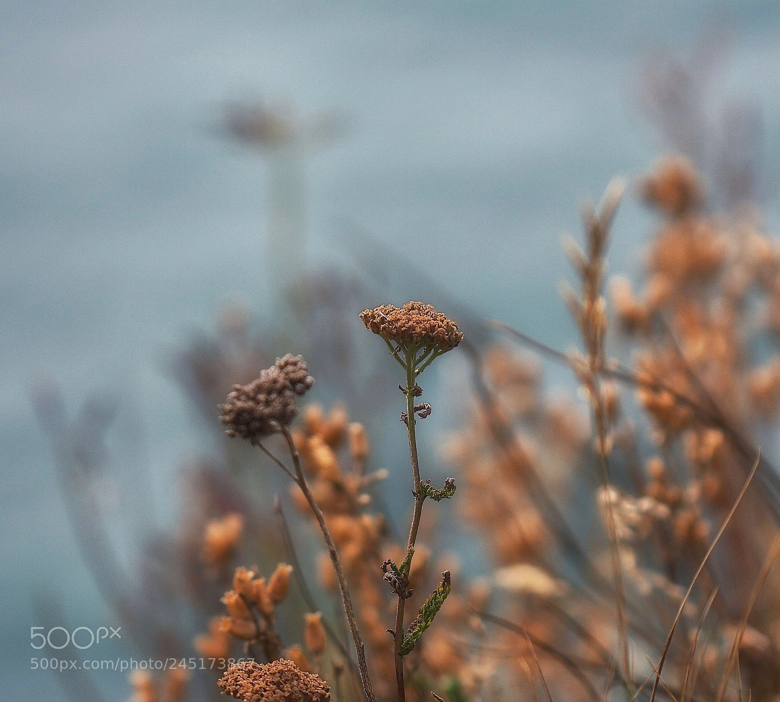 Canon EOS 40D sample photo. Brindilles photography