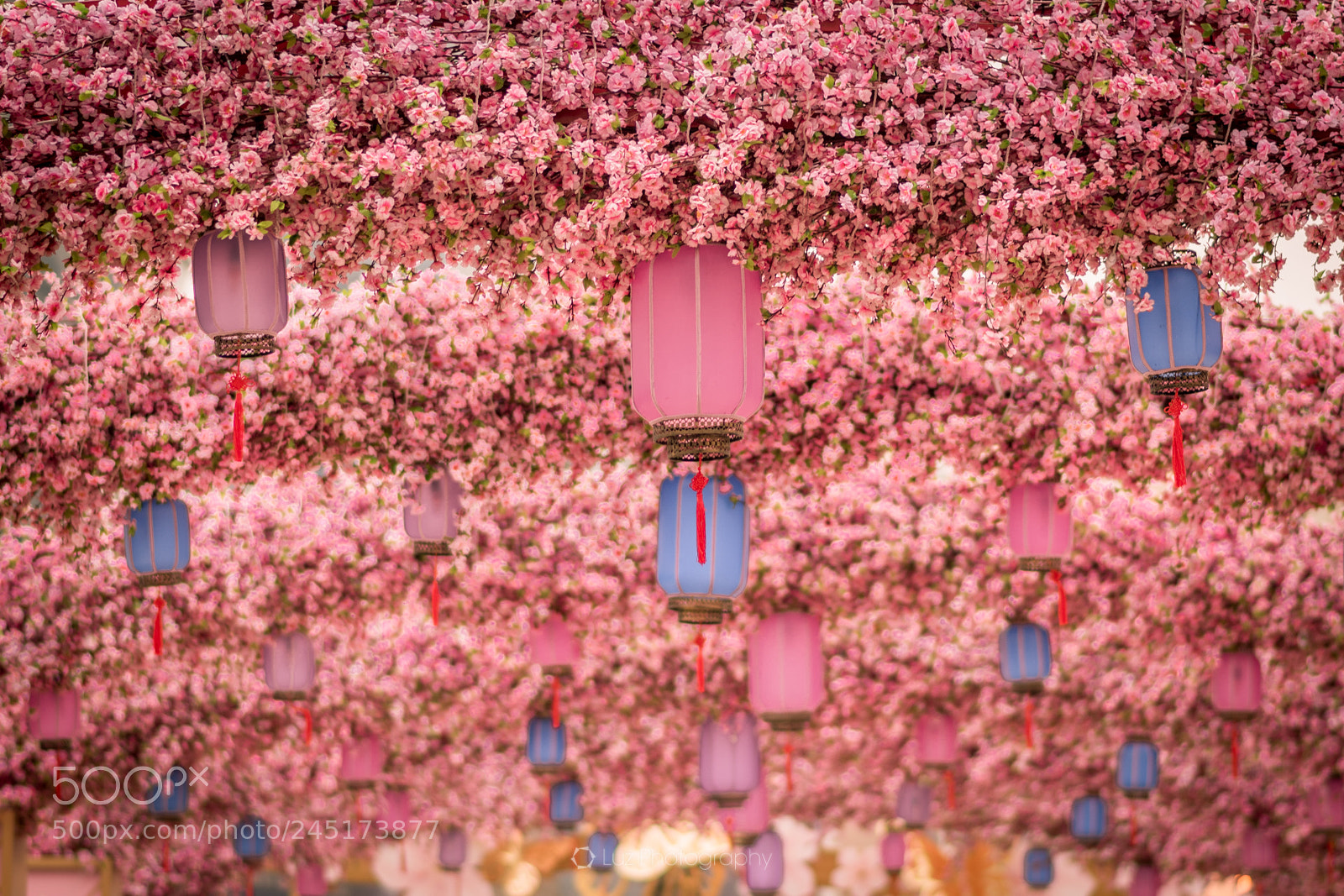 Nikon D810 sample photo. Pink sea photography
