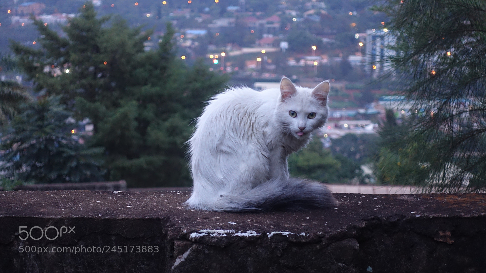 Sony Cyber-shot DSC-RX100 IV sample photo. Felis catus photography
